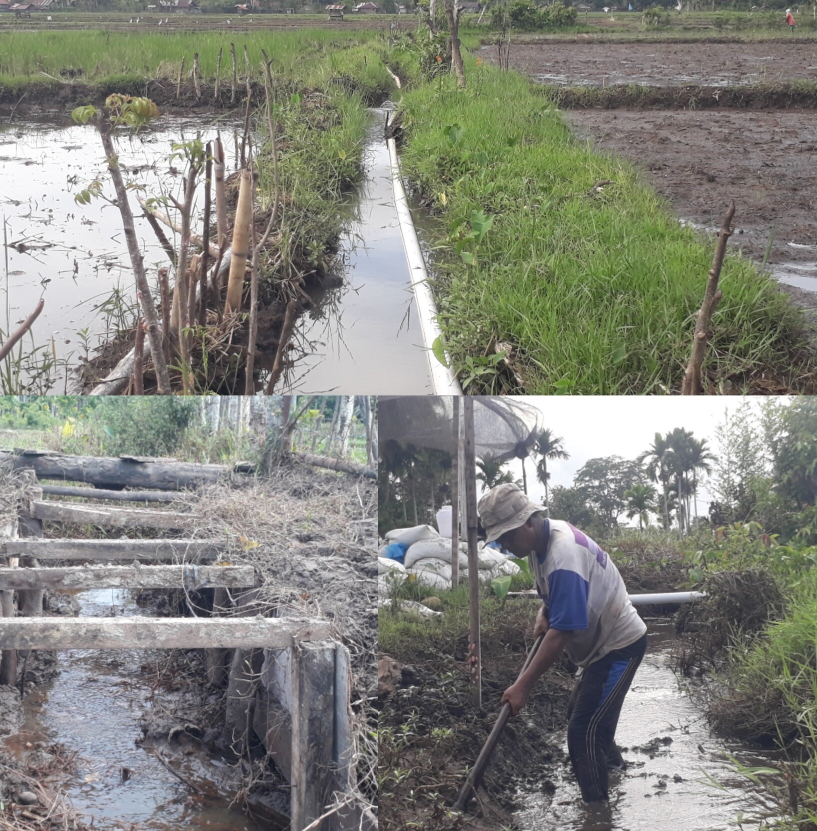 Puluhan Hektare Sawah Butuh Pembangunan Saluran Irigasi - Gana News